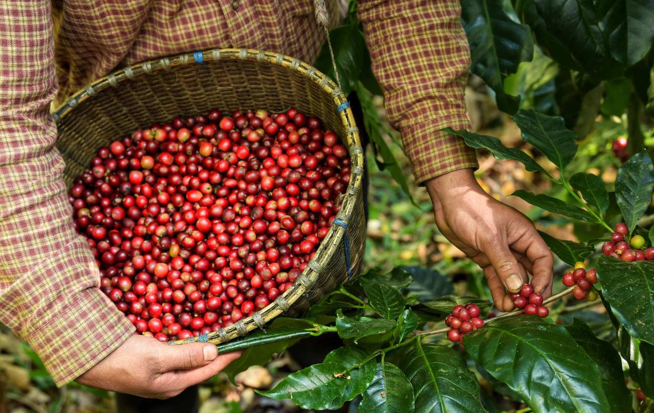 Washed Vs Natural Coffees What’s the Difference - cafe mystique blog
