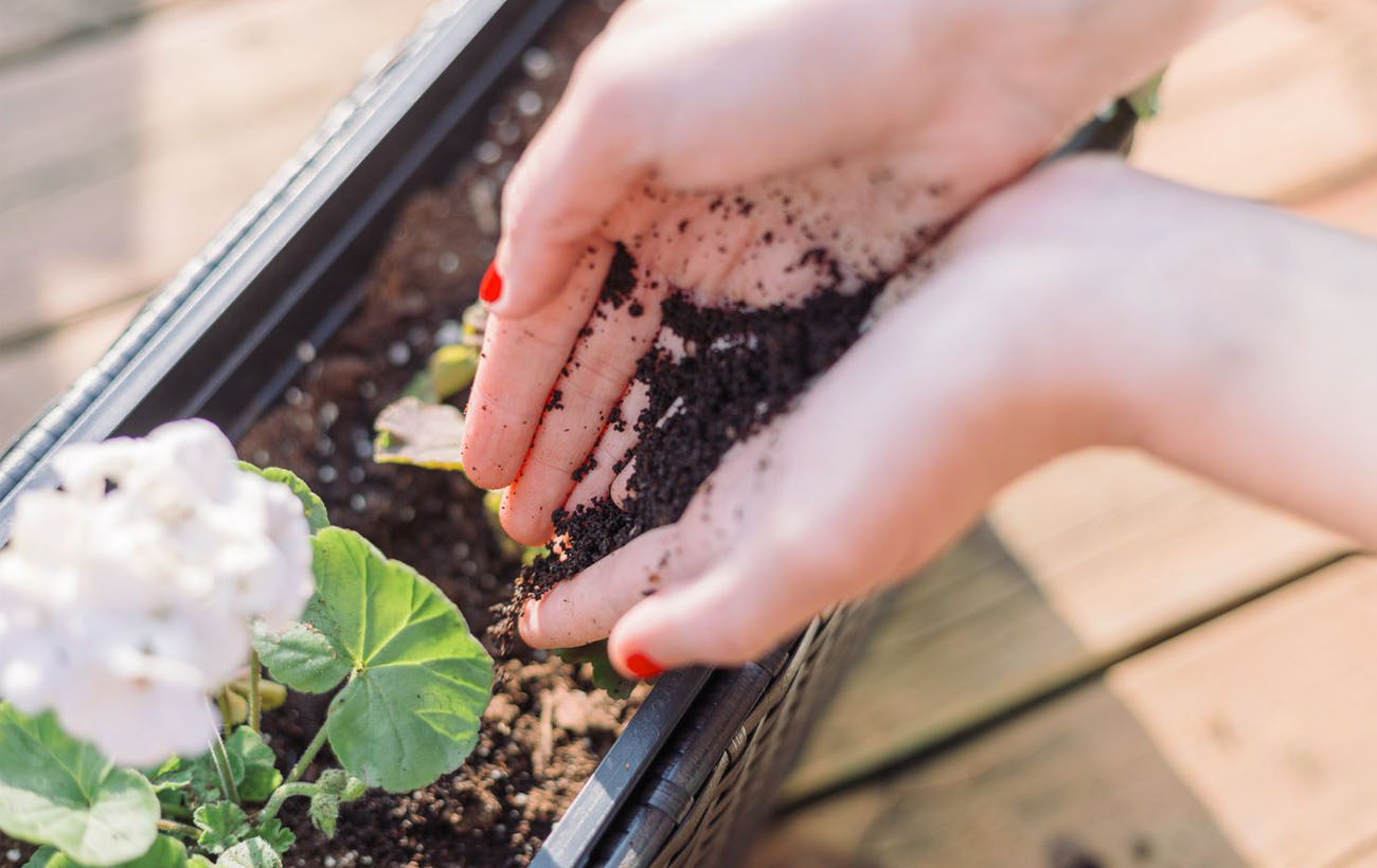 BLOG-cafe_mystique_Life Pro Tip_ You Can Use Coffee Grounds for Your Plants